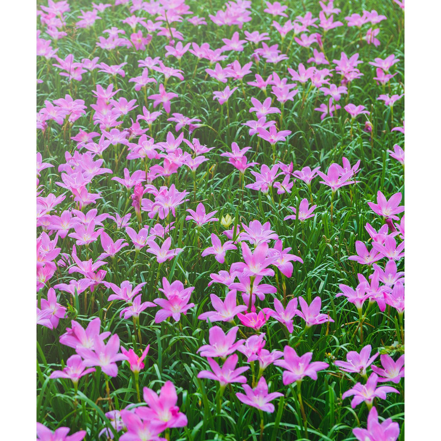 Fairy Lilies - 25 bulbs