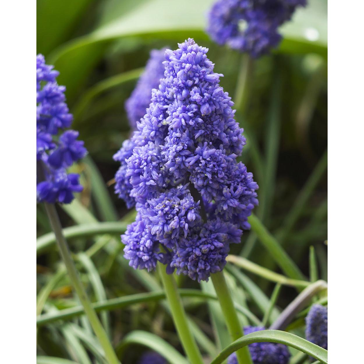 Fantasy Creation Muscari armeniacum - 10 bulbs