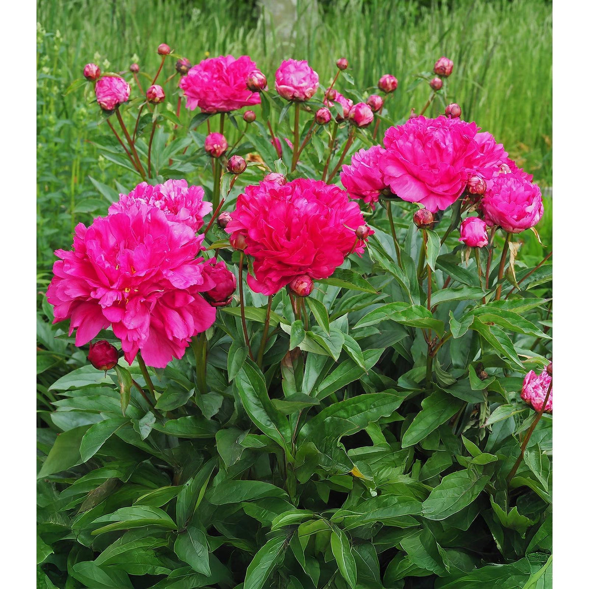 Felix Crousse Peony - 1 root division