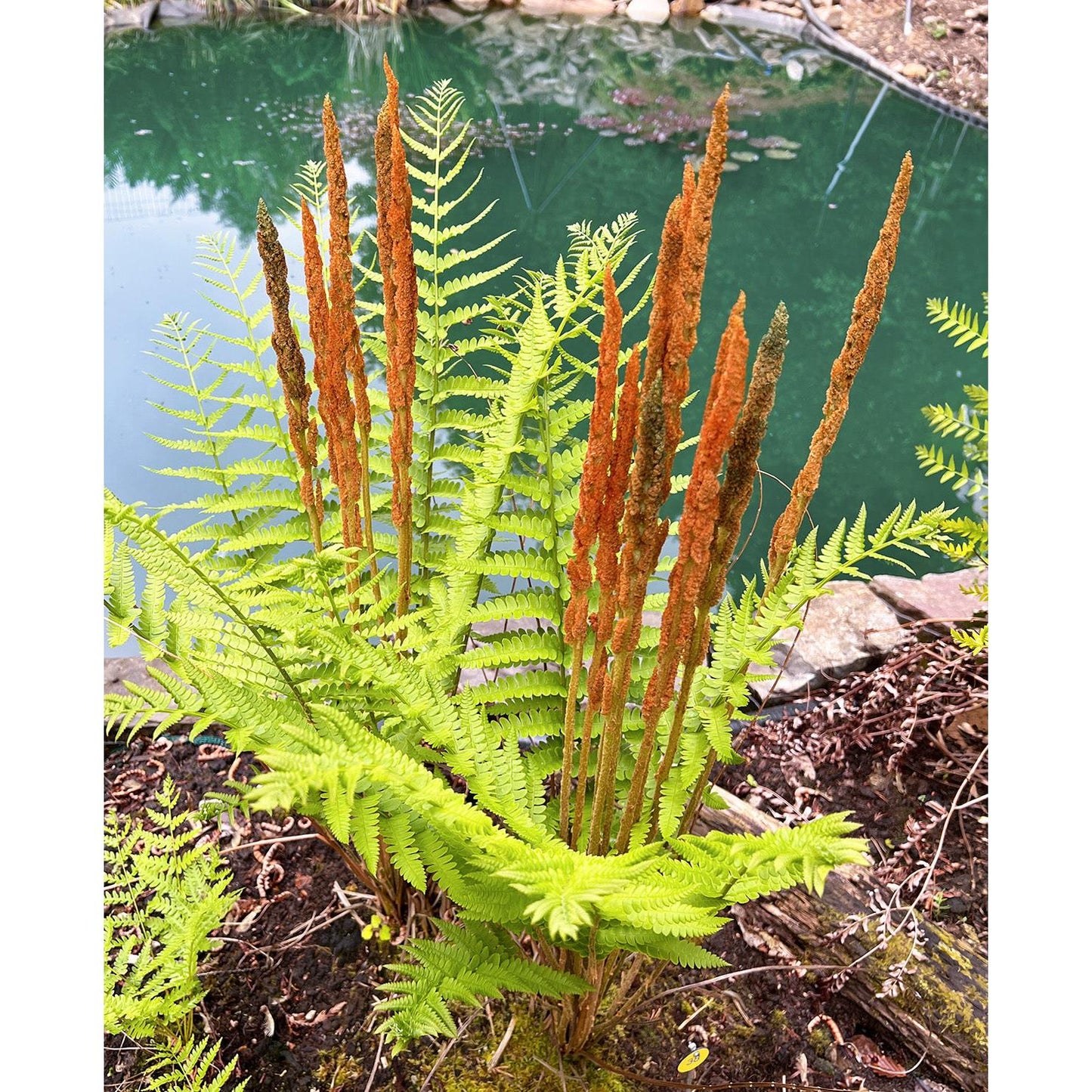 Cinnamon Fern - 3 root divisions