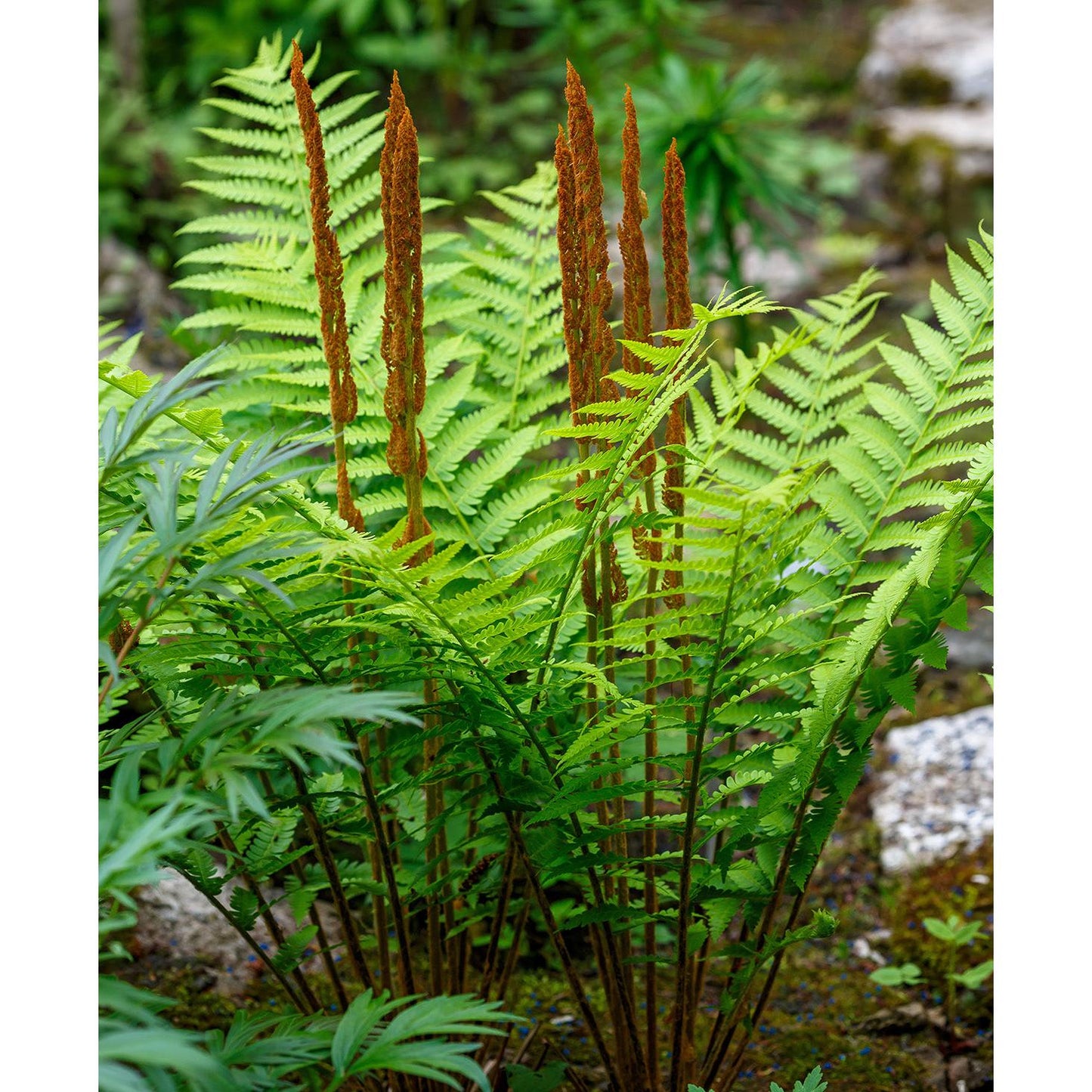 Cinnamon Fern - 3 root divisions