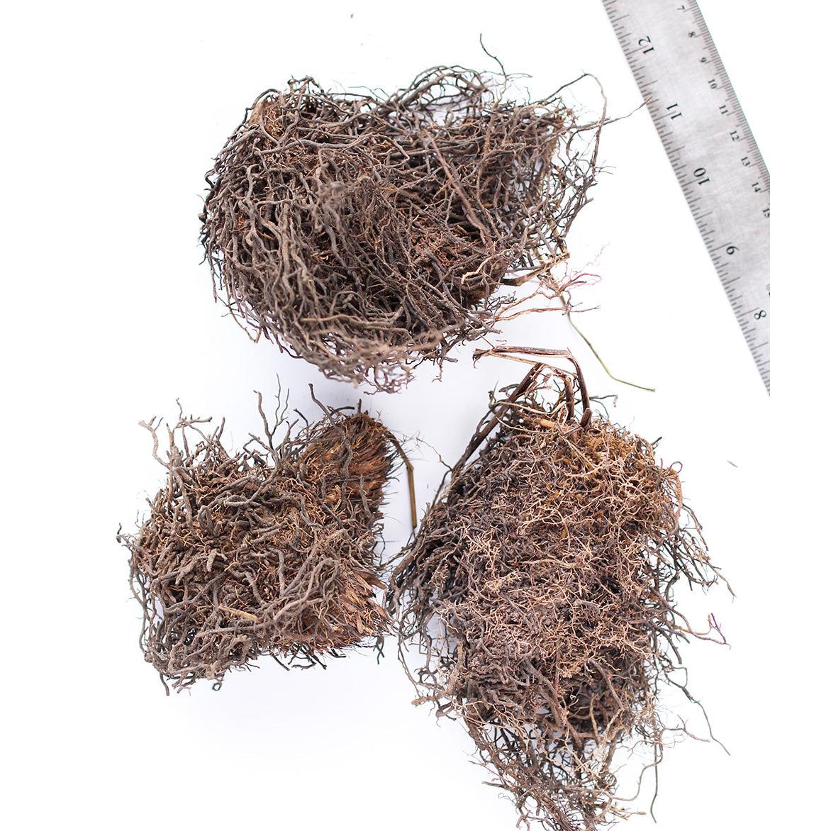 Cinnamon Fern - 3 root divisions