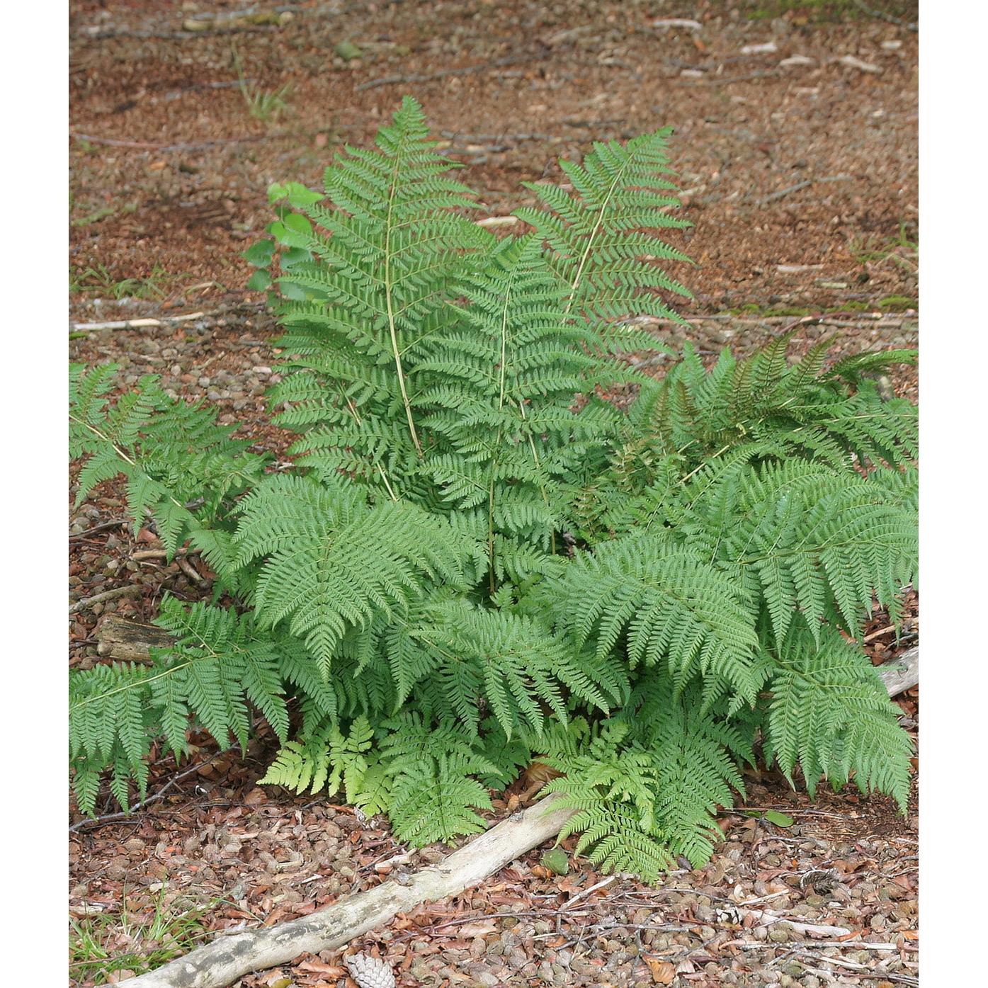 Lady Fern - 3 root divisions