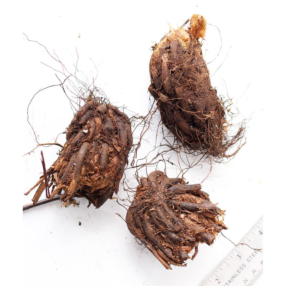 Leatherwood Fern - 3 root divisions