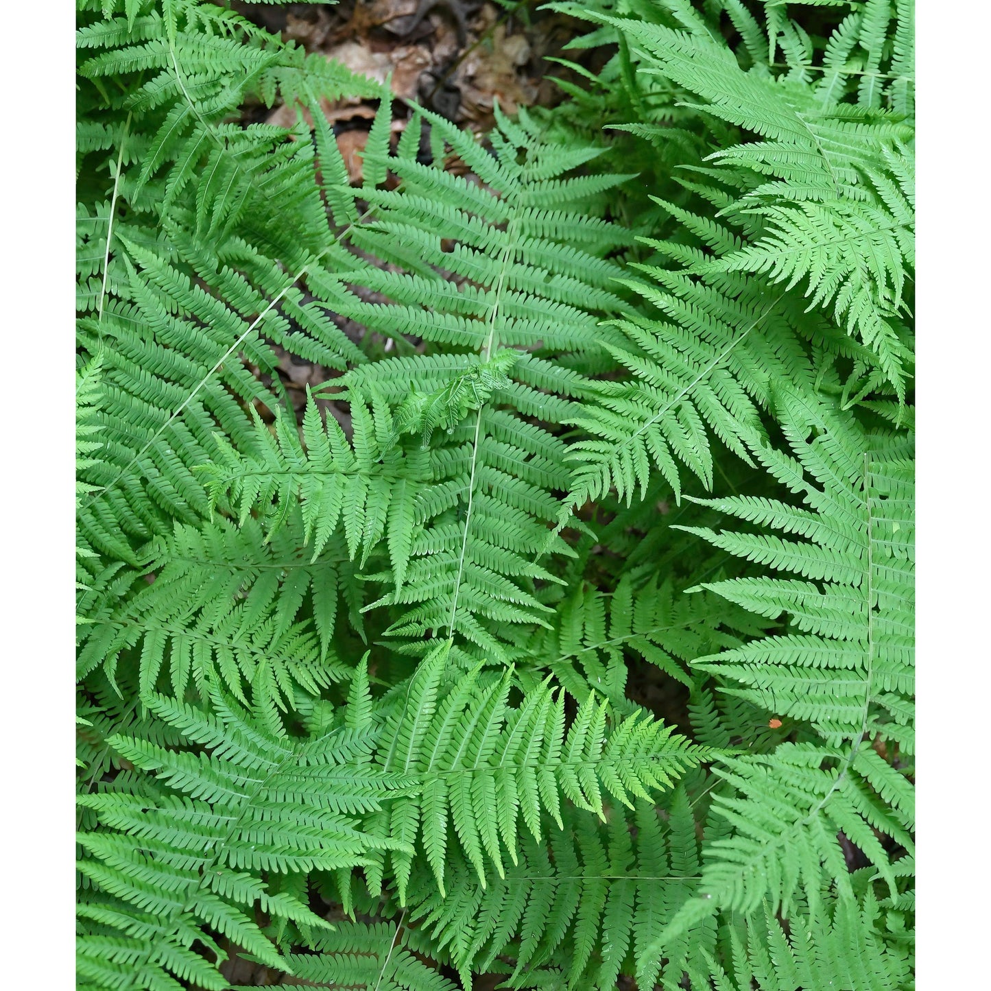 New York Fern - 3 root divisions