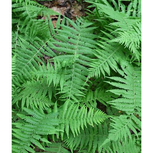 New York Fern - 3 root divisions