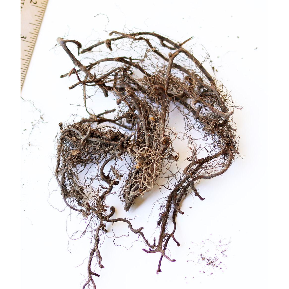 New York Fern - 3 root divisions