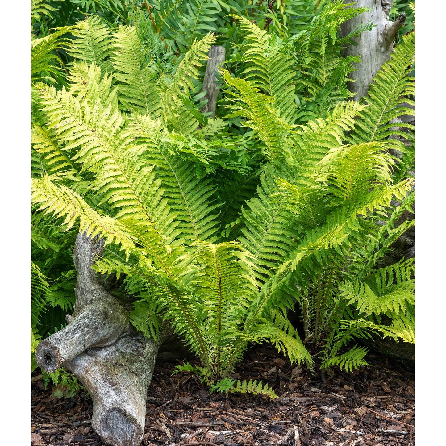 Ostrich Fern - 3 root divisions