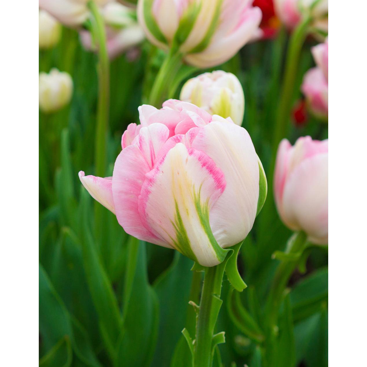 Finola Double Late Tulip - 10 bulbs