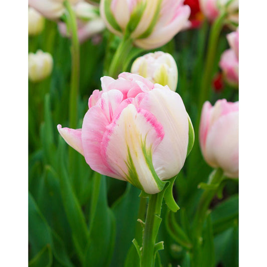 Finola Double Late Tulip - 10 bulbs
