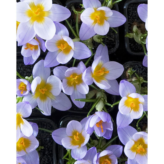 Firefly Species Crocus - 10 bulbs
