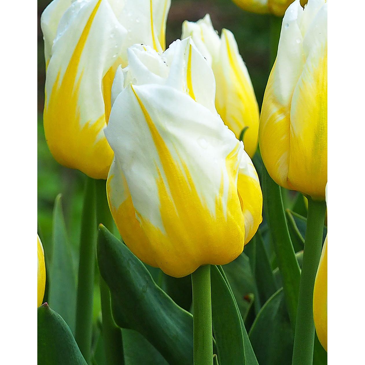 Flaming Agrass Triumph Tulip - 10 bulbs