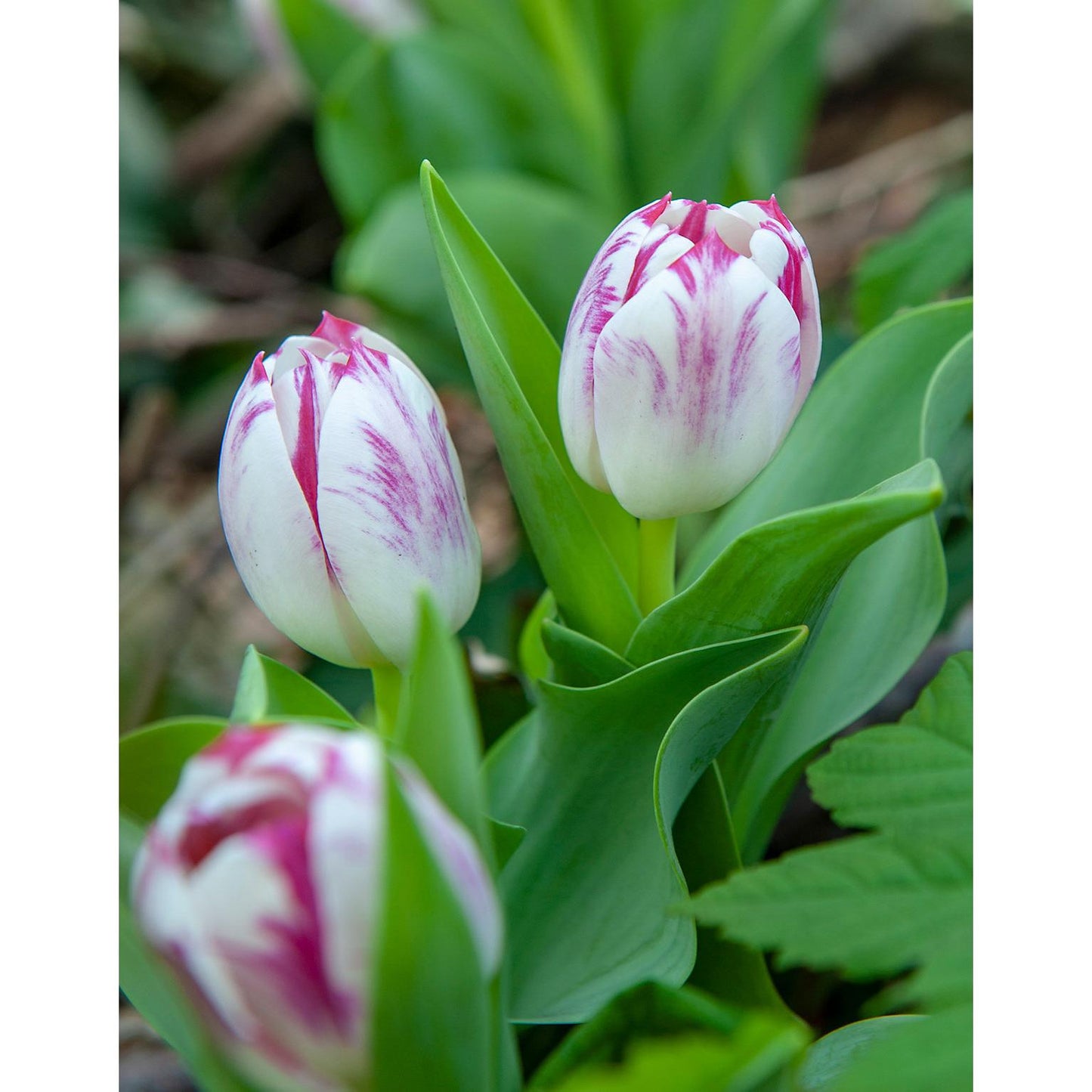 Flaming Flag Triumph Tulip - 10 bulbs