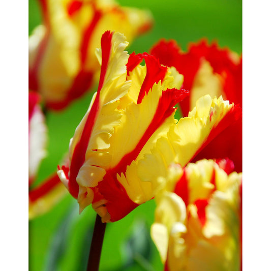 Flaming Parrot Tulip - 10 bulbs