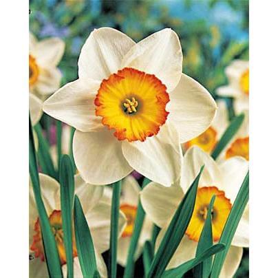 Flower Record Large Cupped Daffodil - 10 bulbs