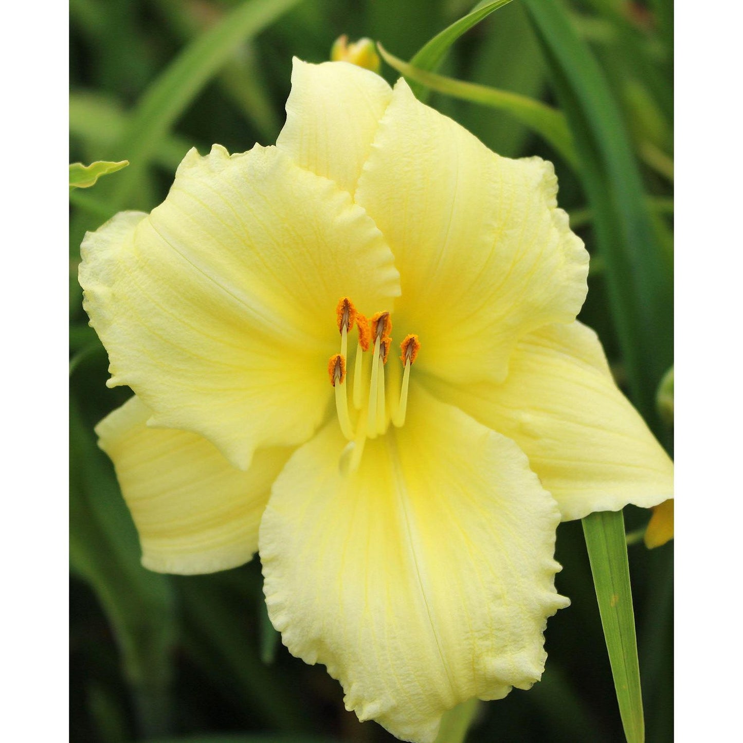 Fragrant Returns Reblooming Daylily - Single Root Division