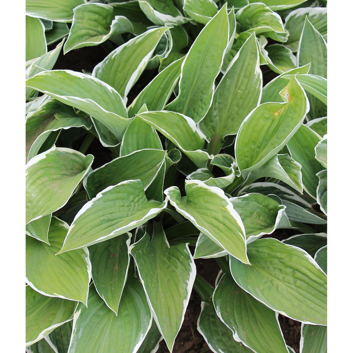 Francee Hosta - 3 root divisions