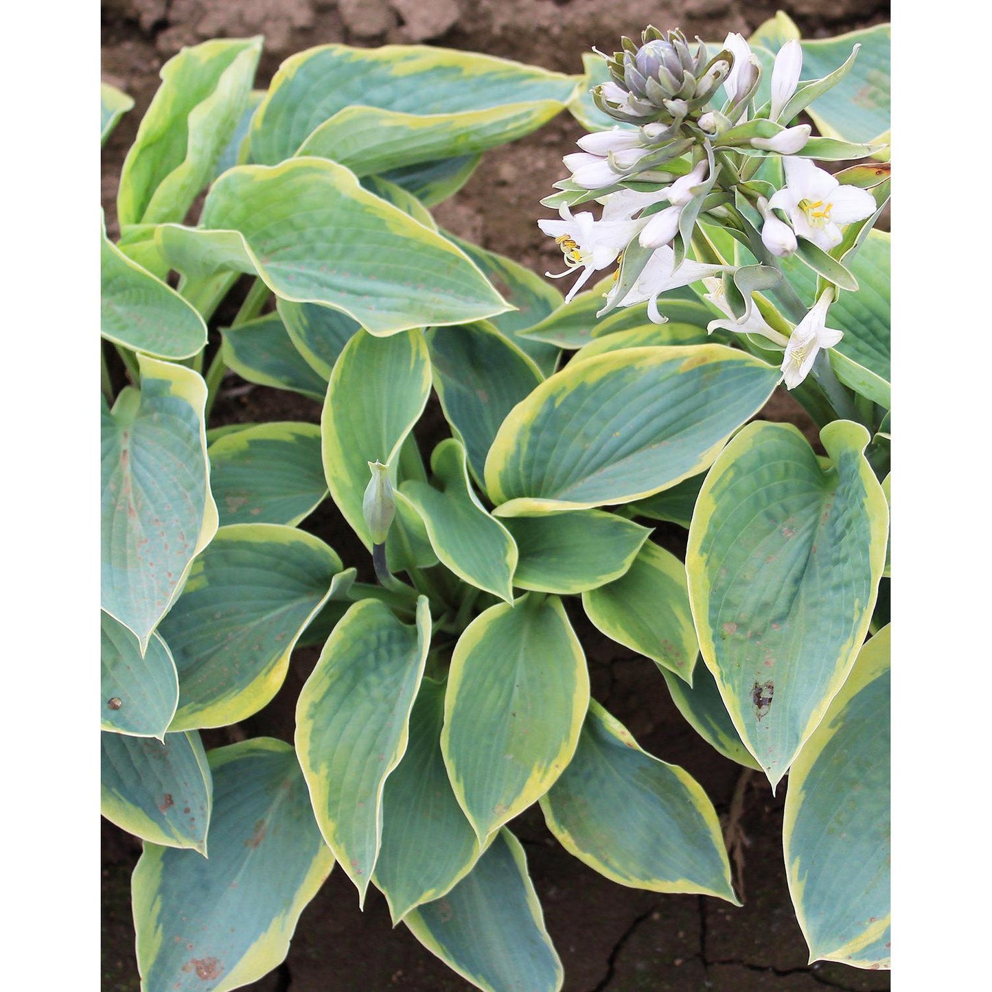 Francis William Hosta - 3 root divisions