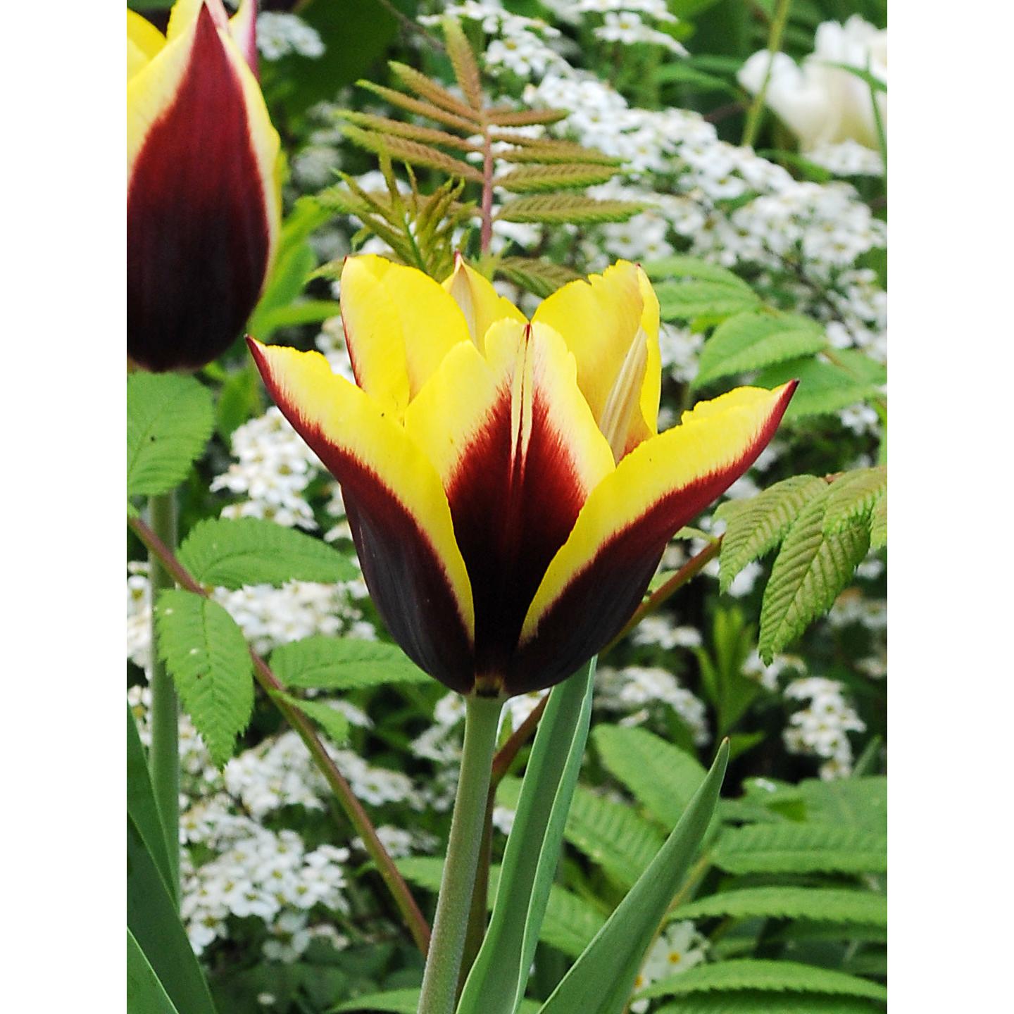 Gavota Triumph Tulip - 10 bulbs