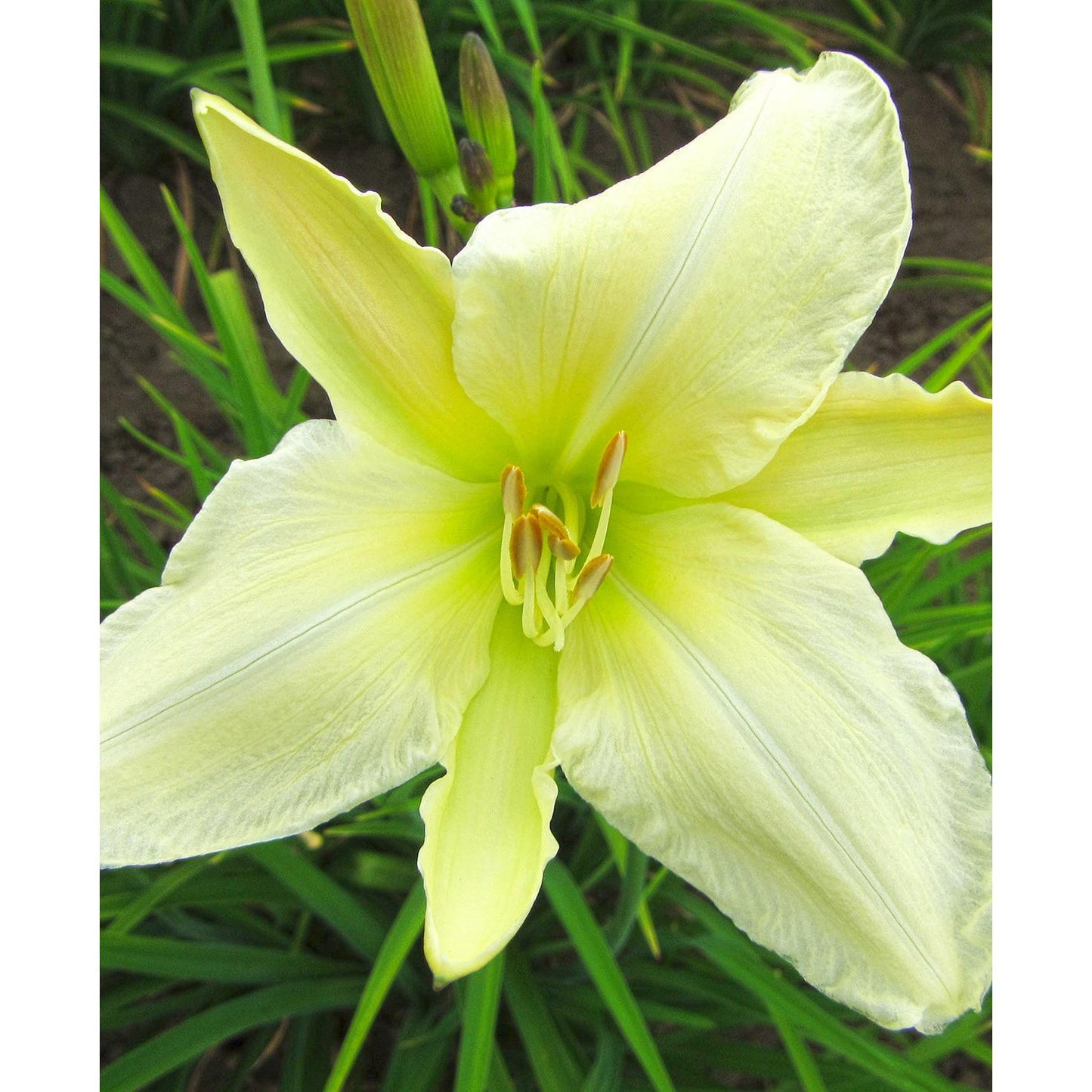 Gentle Shepherd Daylily - 3 root divisions