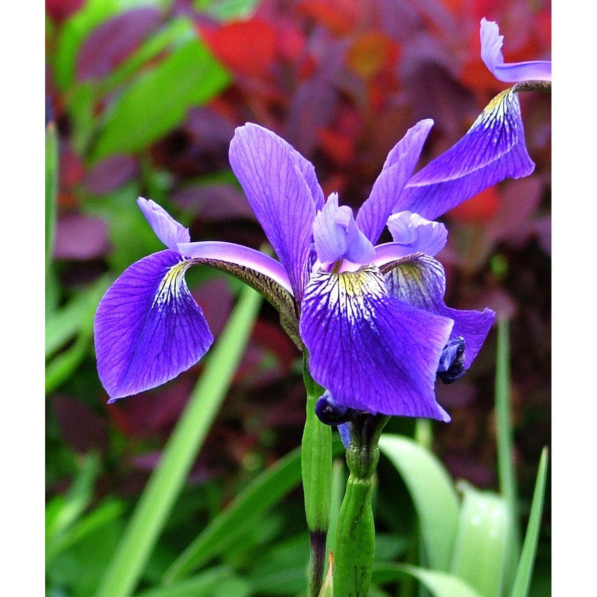 Gerald Darby Compact Water Iris - 3 root divisions
