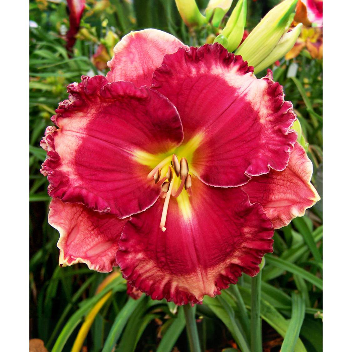 Giovanni Gabrieli Daylily - 1 Single Fan Division