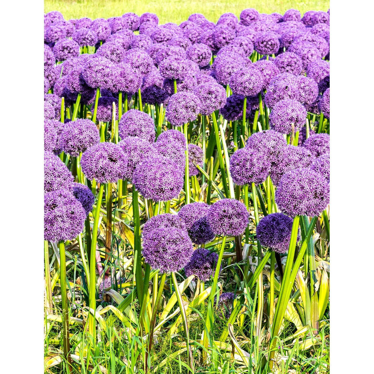Gladiator Allium - 3 bulbs