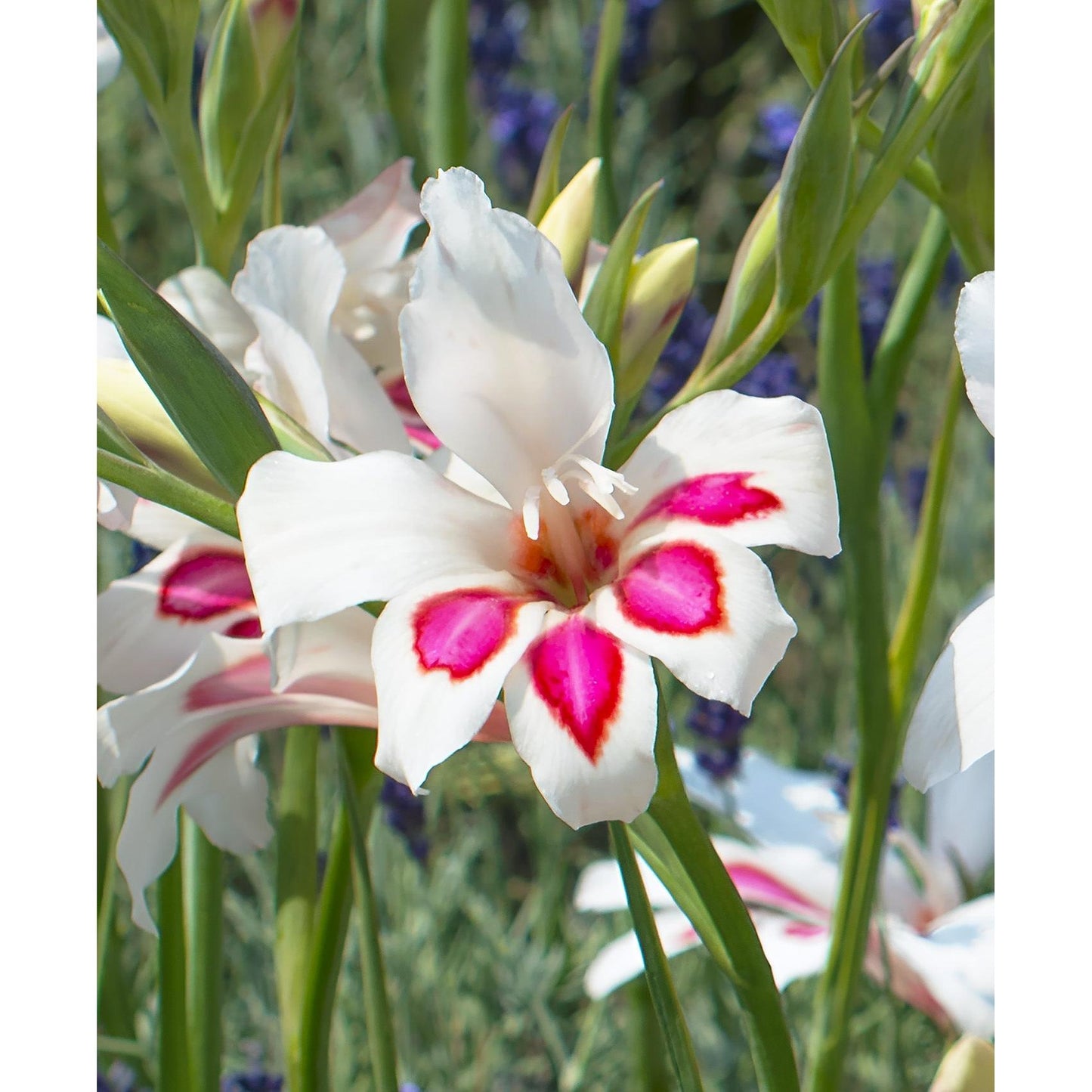 Prins Claus Hardy Gladiolus - 5 bulbs