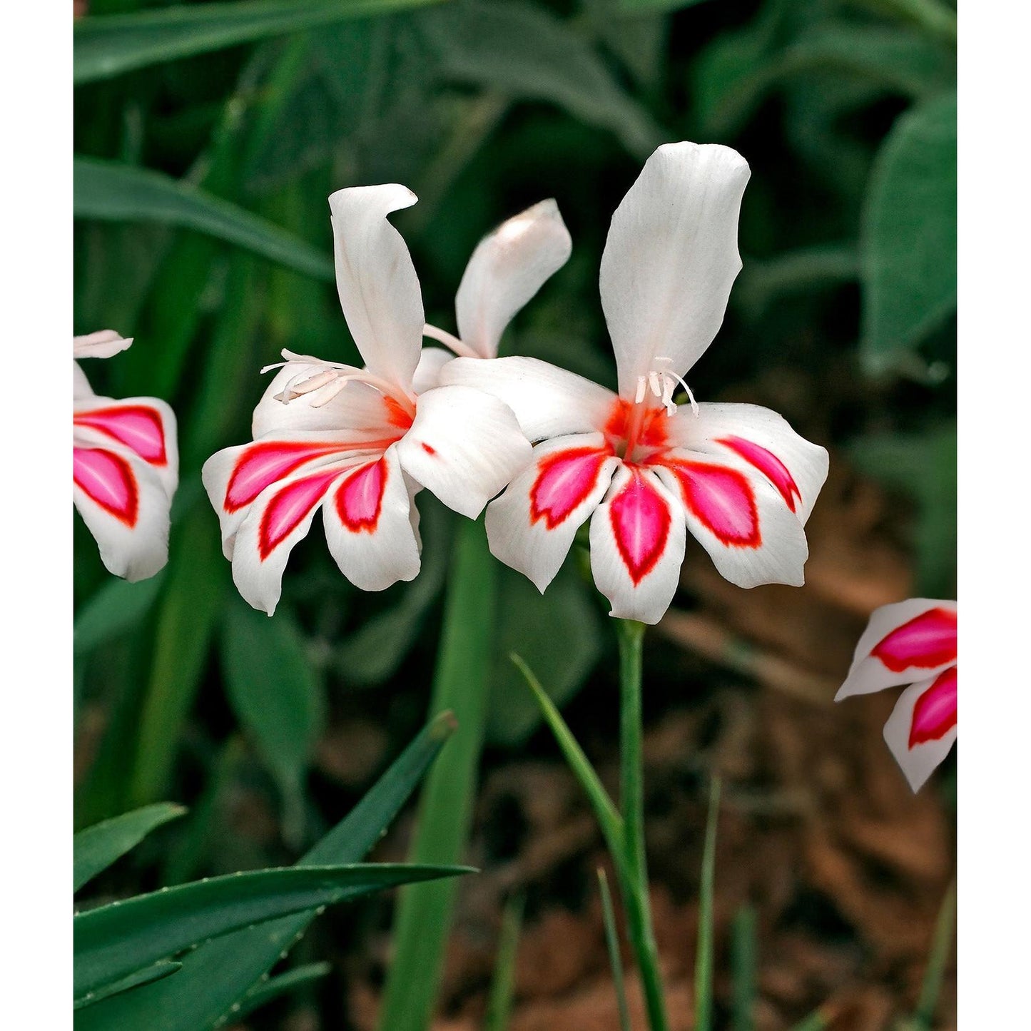 Prins Claus Hardy Gladiolus - 5 bulbs