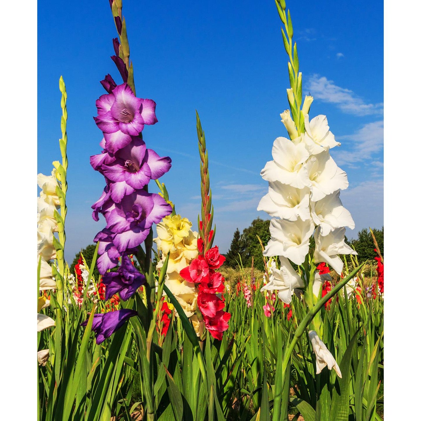 Mixed Gladiolus - 15 bulbs