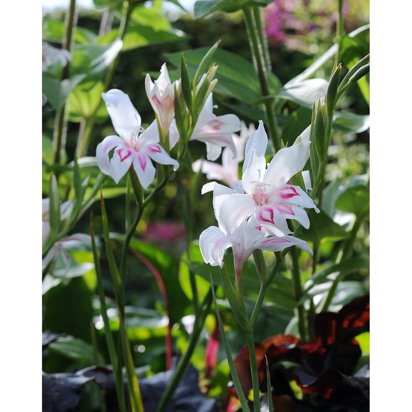 Nymph Hardy Gladiolus - 5 bulbs