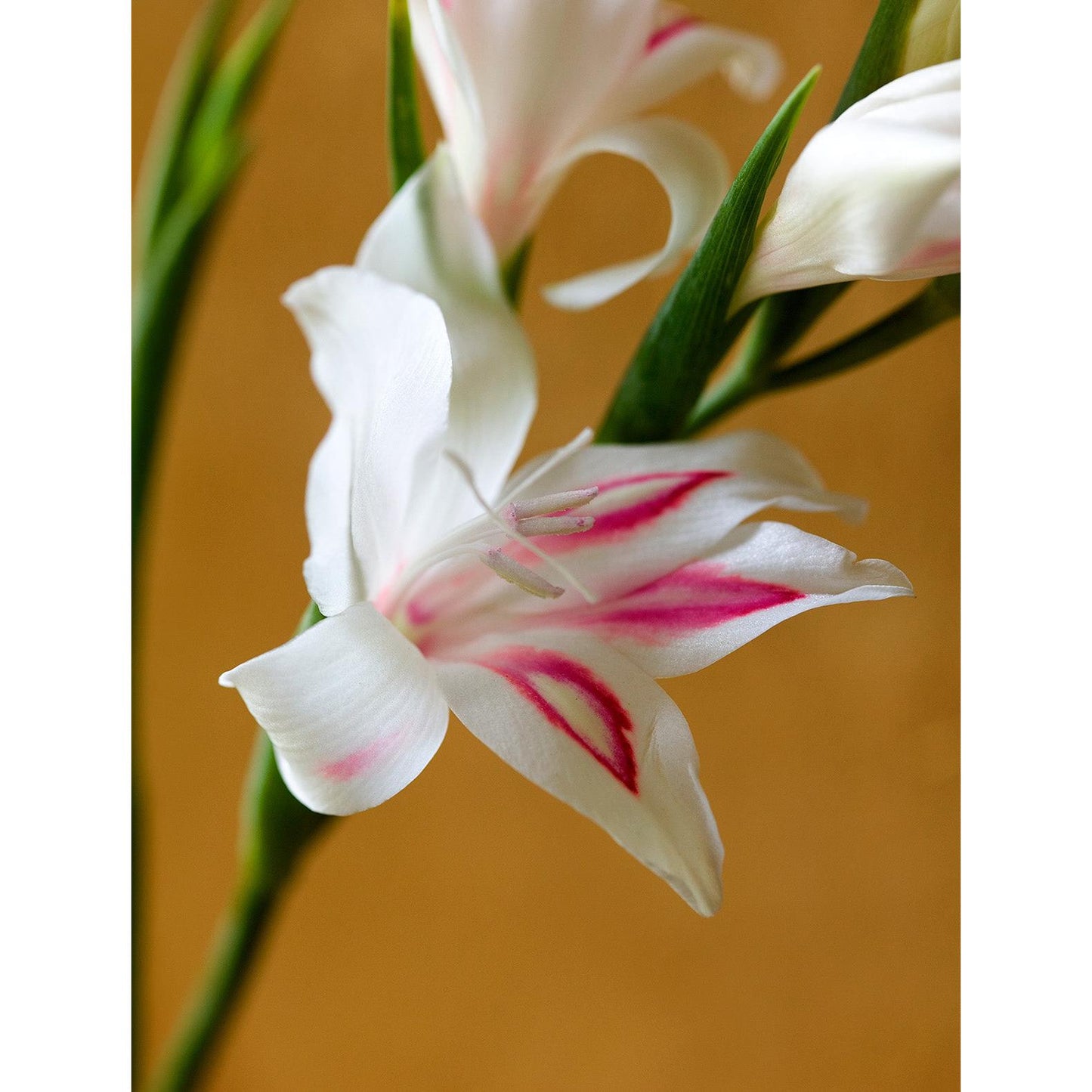 Nymph Hardy Gladiolus - 5 bulbs