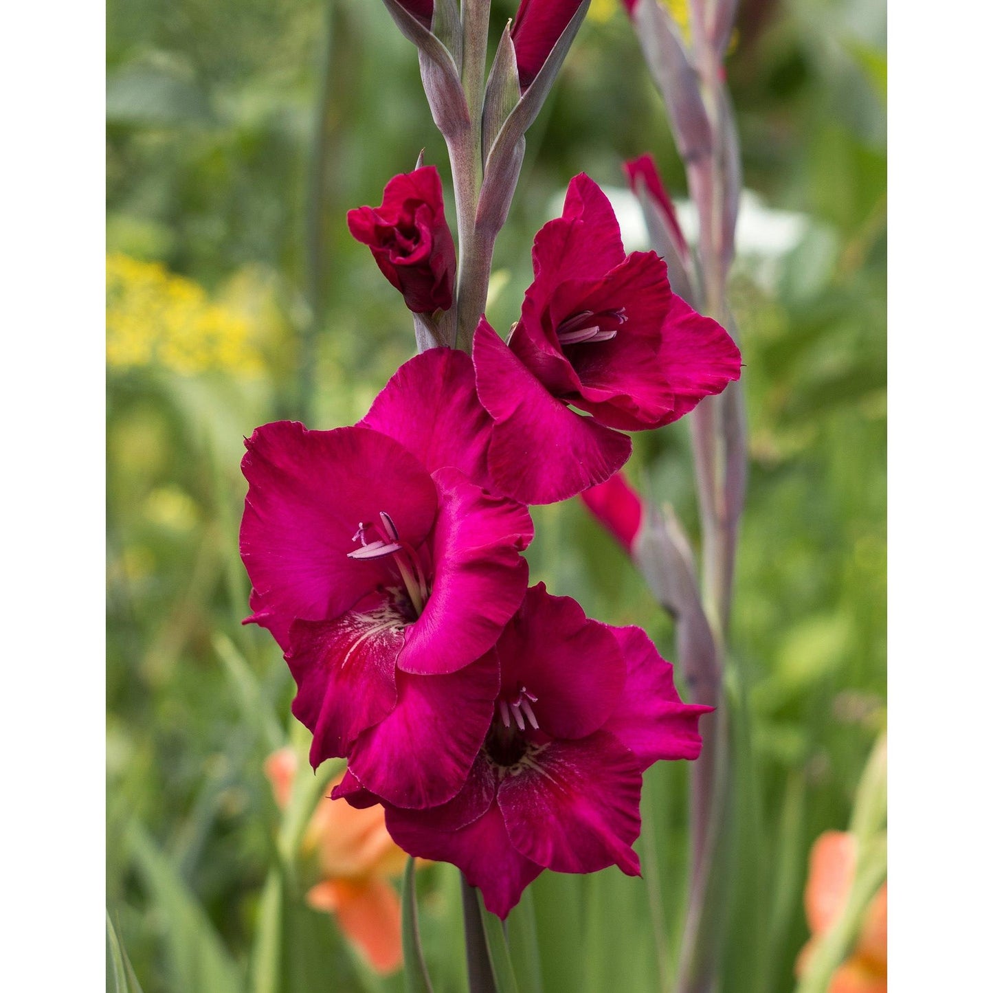 Plum Tart Gladiolus - 5 bulbs