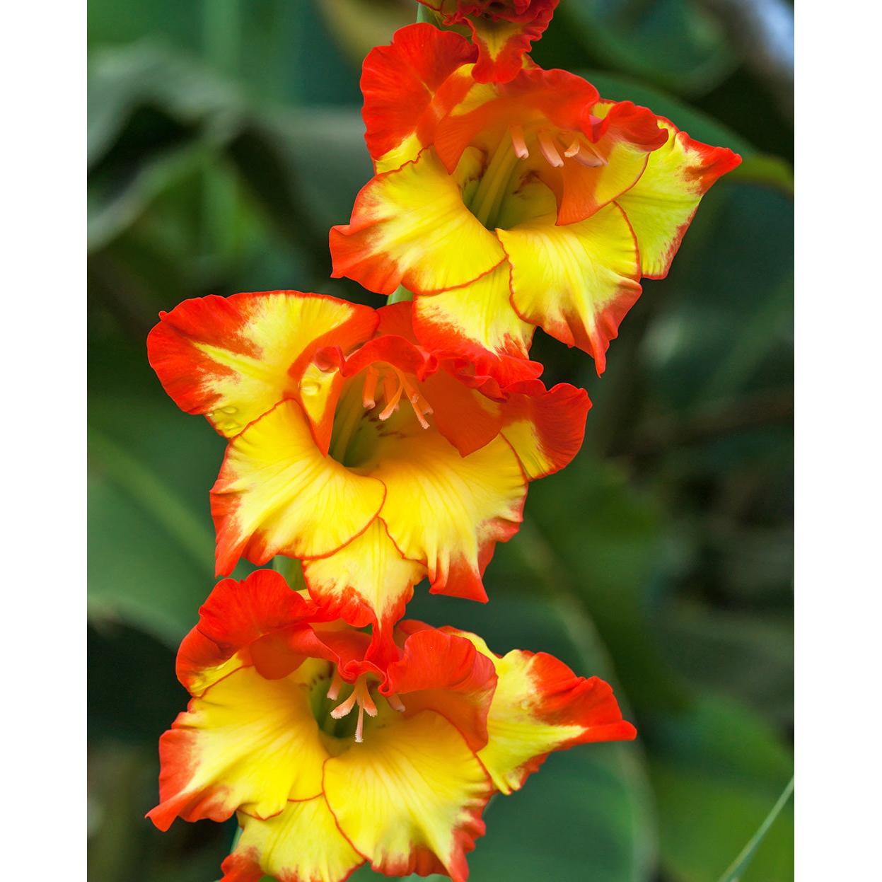 Princess Margaret Rose Gladiolus - 5 bulbs