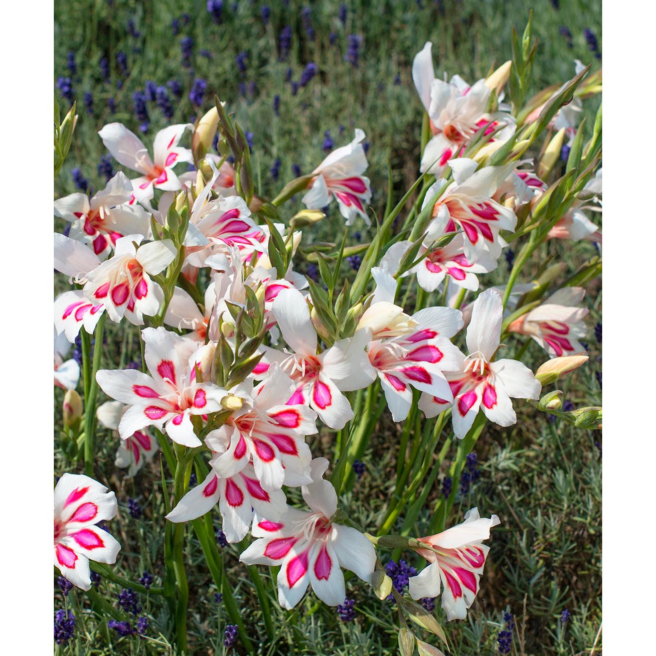 Prins Claus Hardy Gladiolus - 5 bulbs