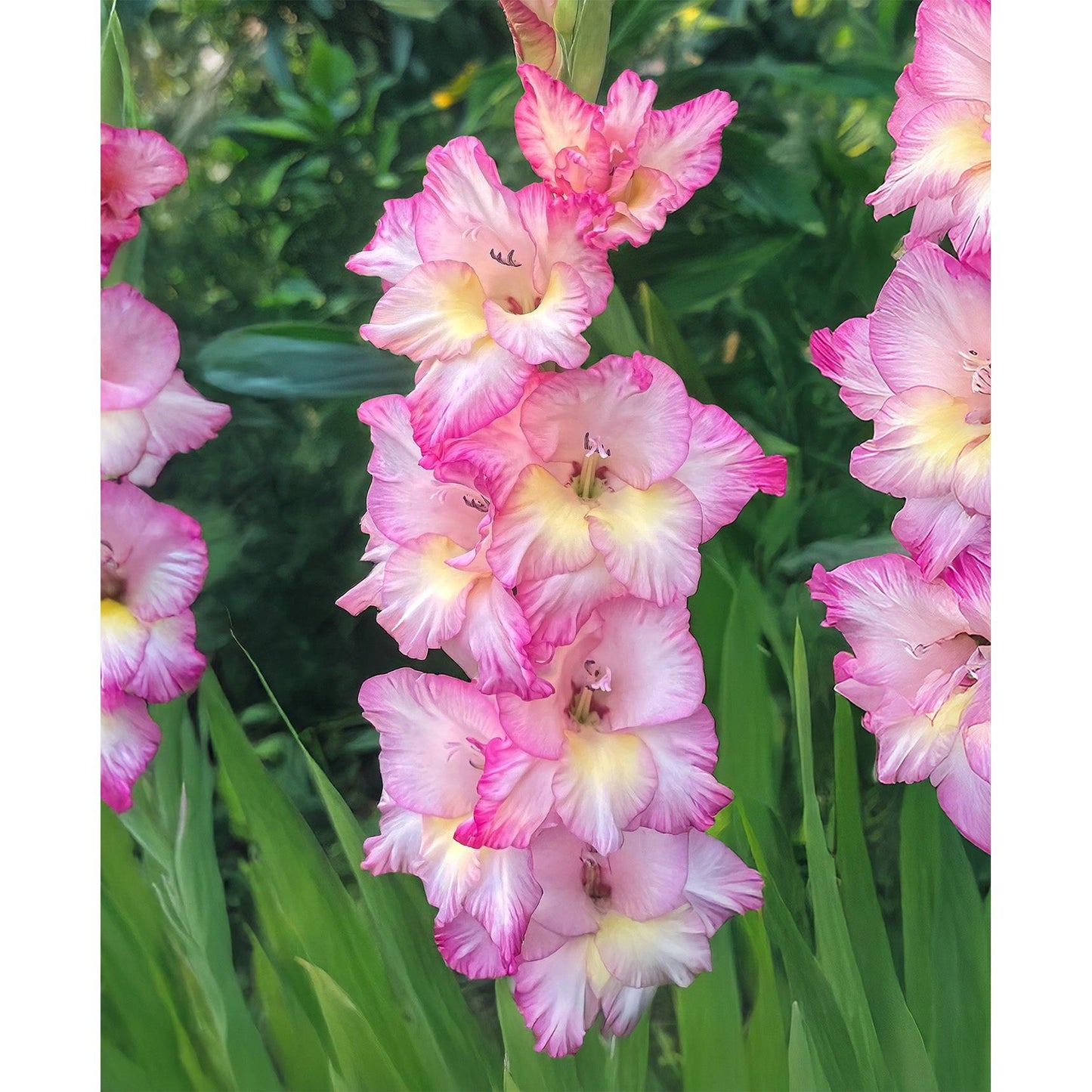 Priscilla Gladiolus - 5 bulbs
