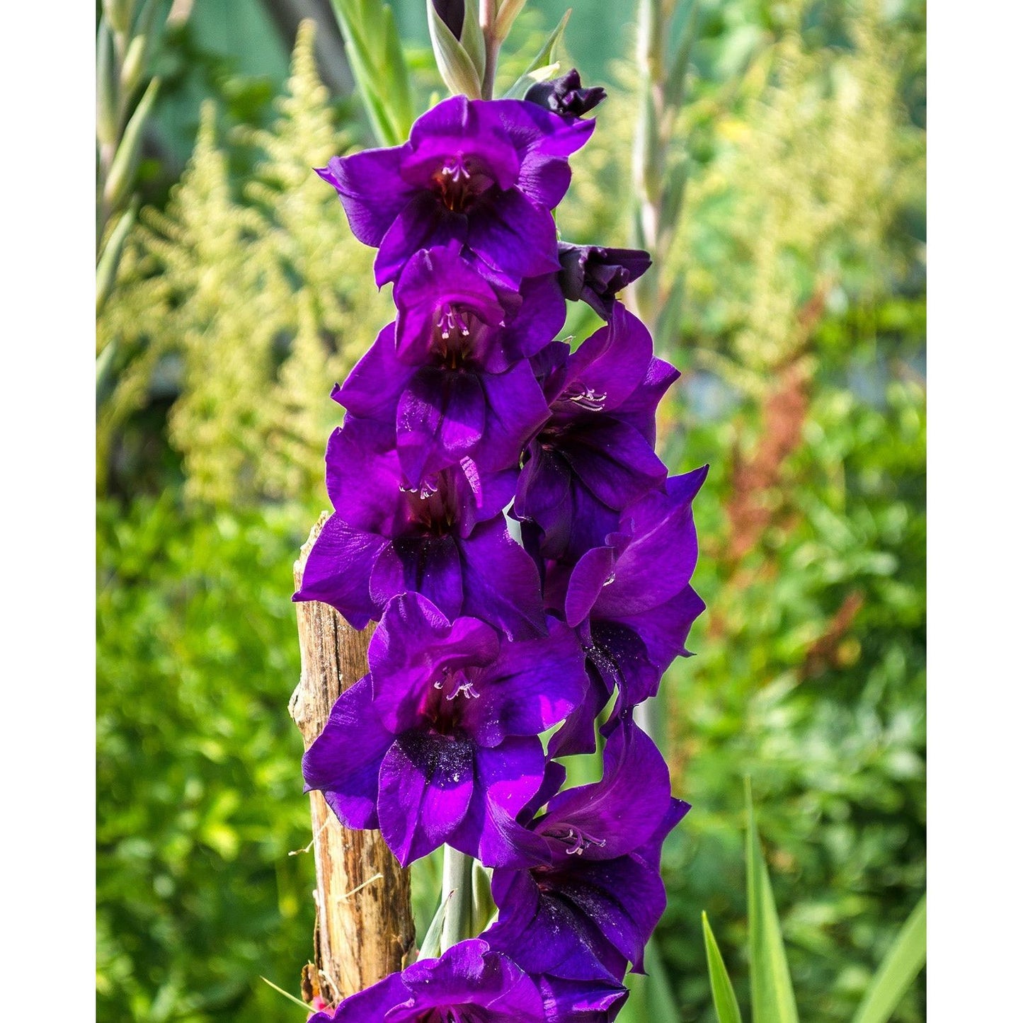 Purple Flora Gladiolus - 5 bulbs