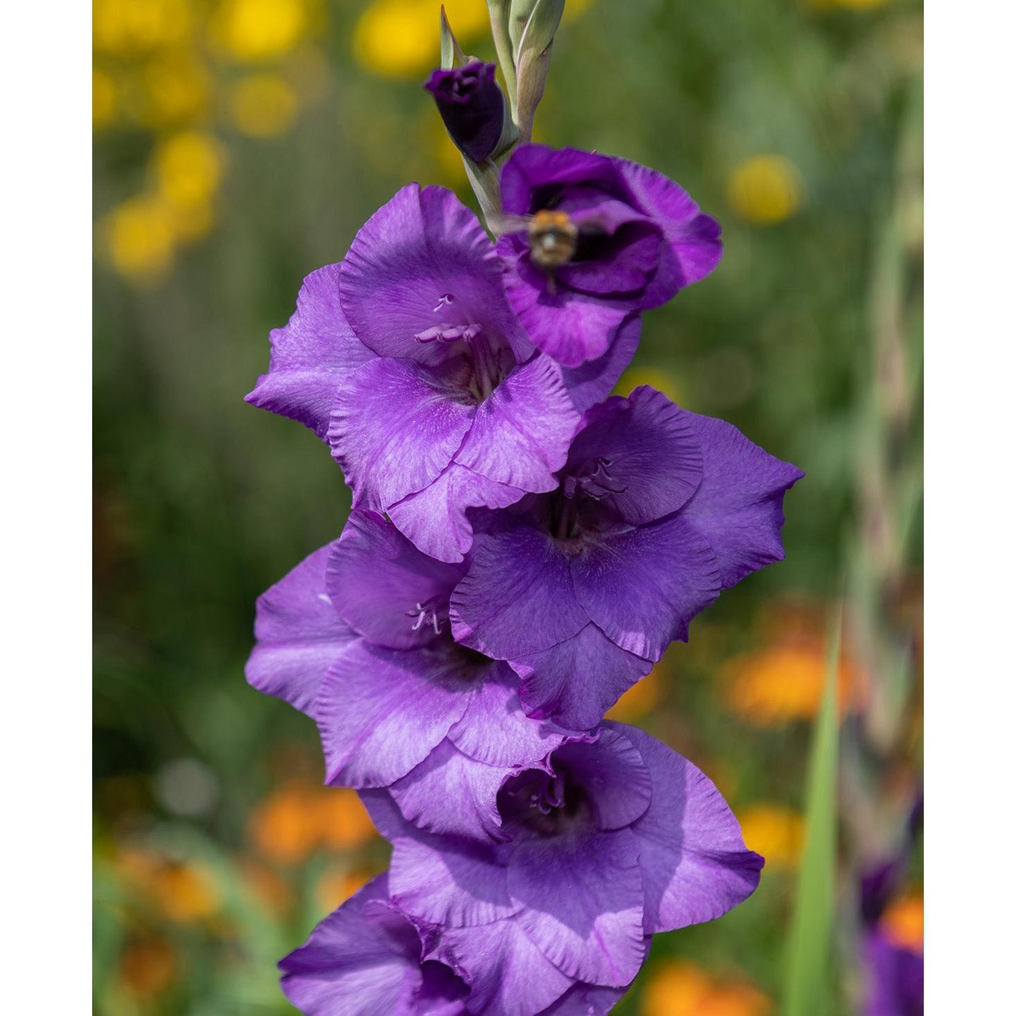 Purple Flora Gladiolus - 5 bulbs