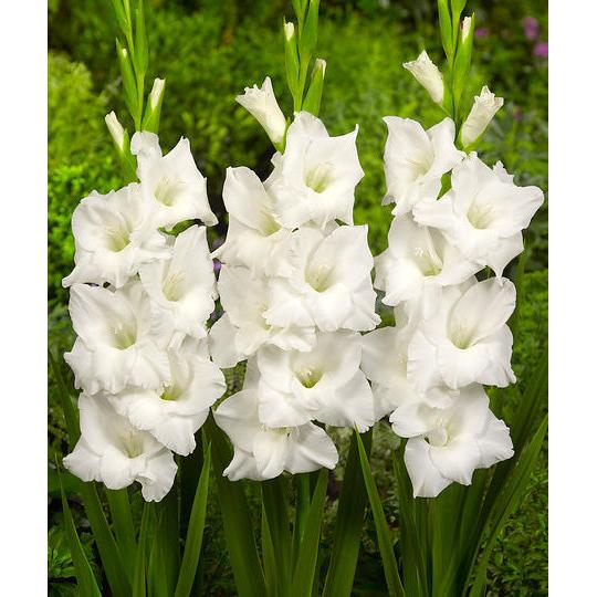 Snowdon Gladiolus - 5 bulbs