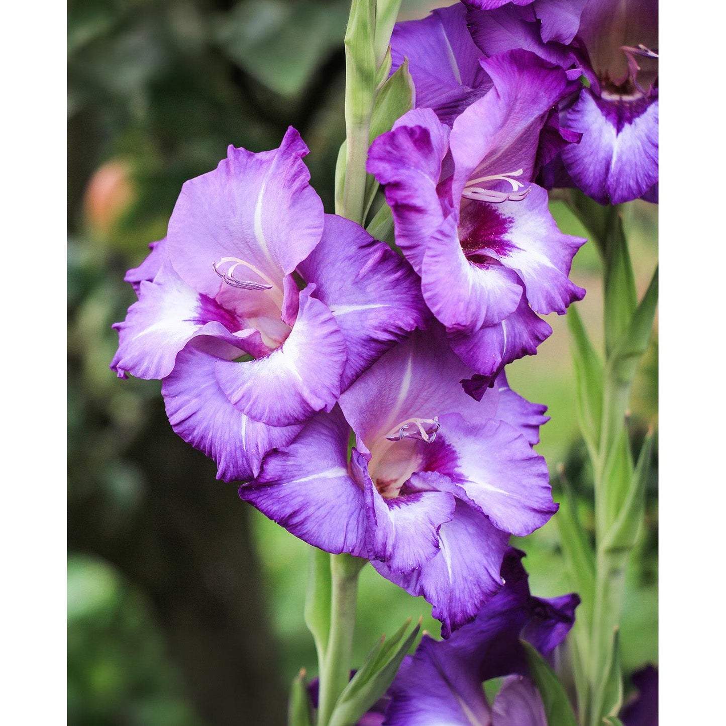 Vista Gladiolus - 5 bulbs