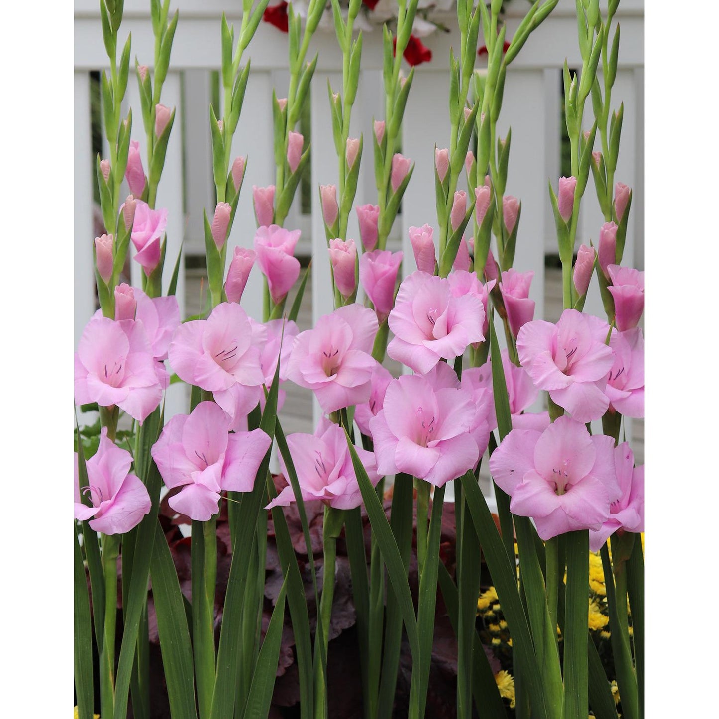Orleans Gladiolus - 5 bulbs