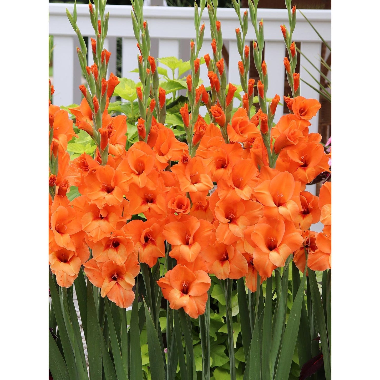 Prince of Orange Gladiolus - 5 bulbs