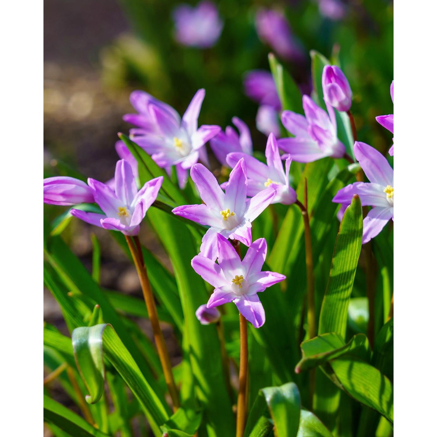 Pink Glory of the Snow - 25 bulbs