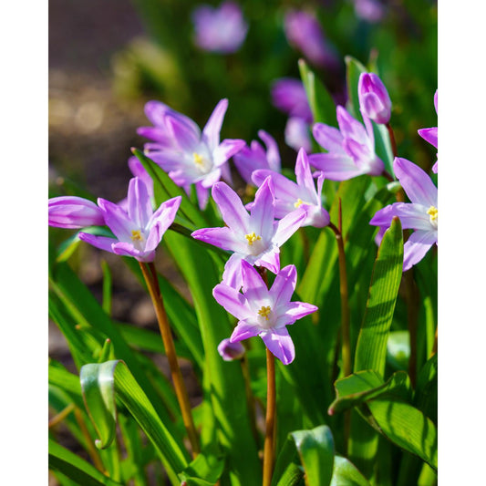 Pink Glory of the Snow - 25 bulbs