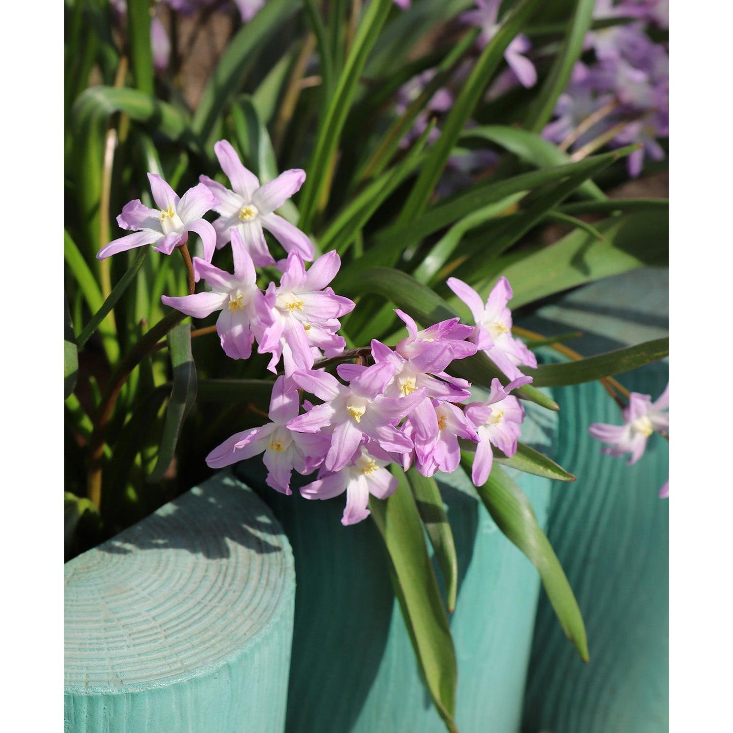 Pink Glory of the Snow - 25 bulbs