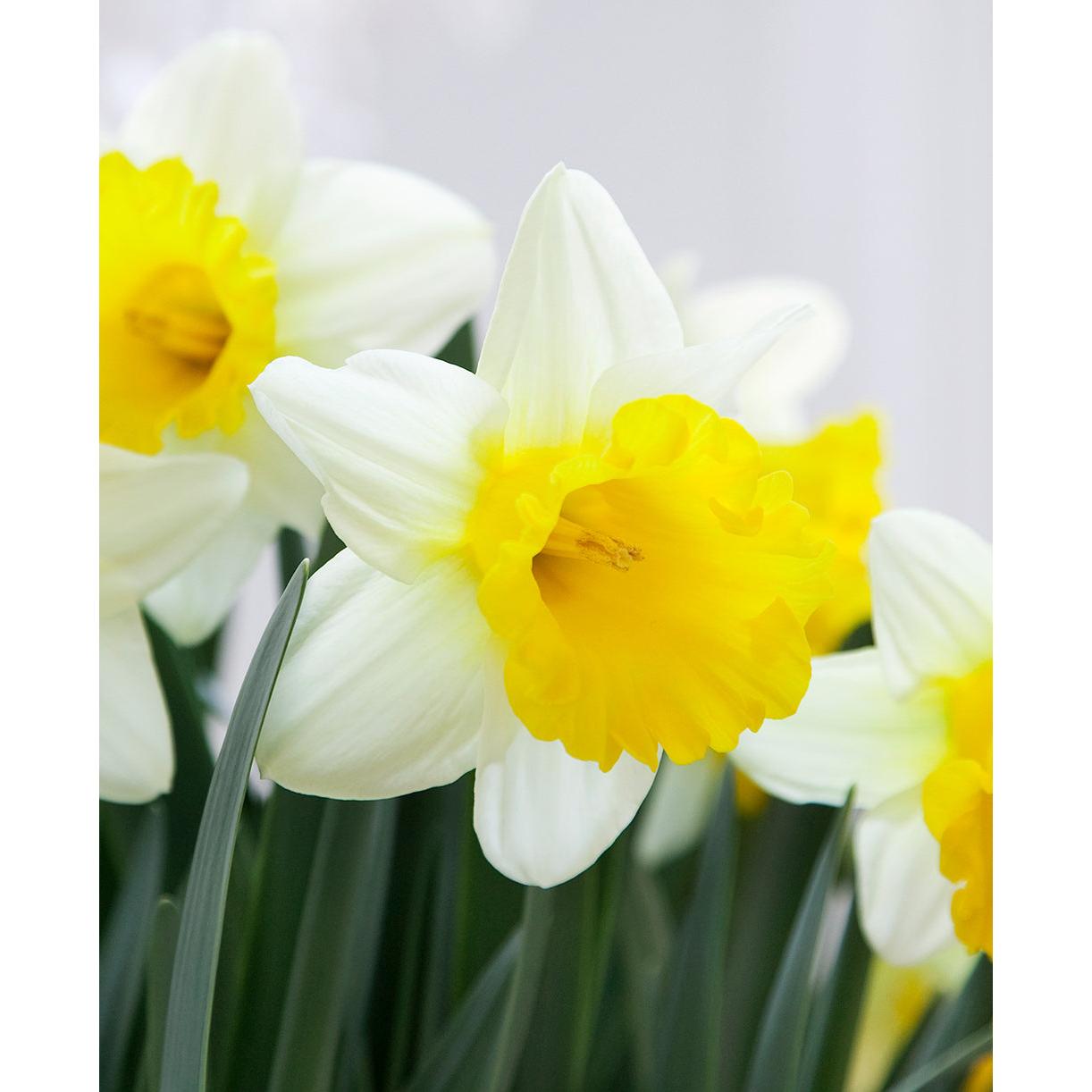 Goblet Trumpet Daffodil - 10 bulbs