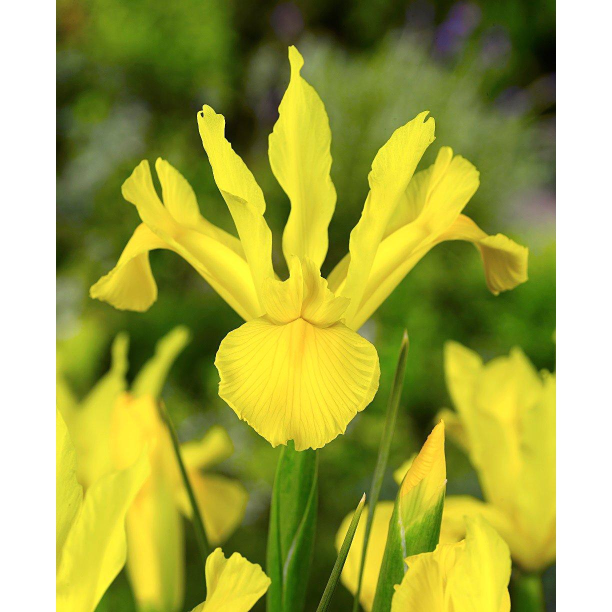 Golden Giant Iris hollandica - 10 bulbs