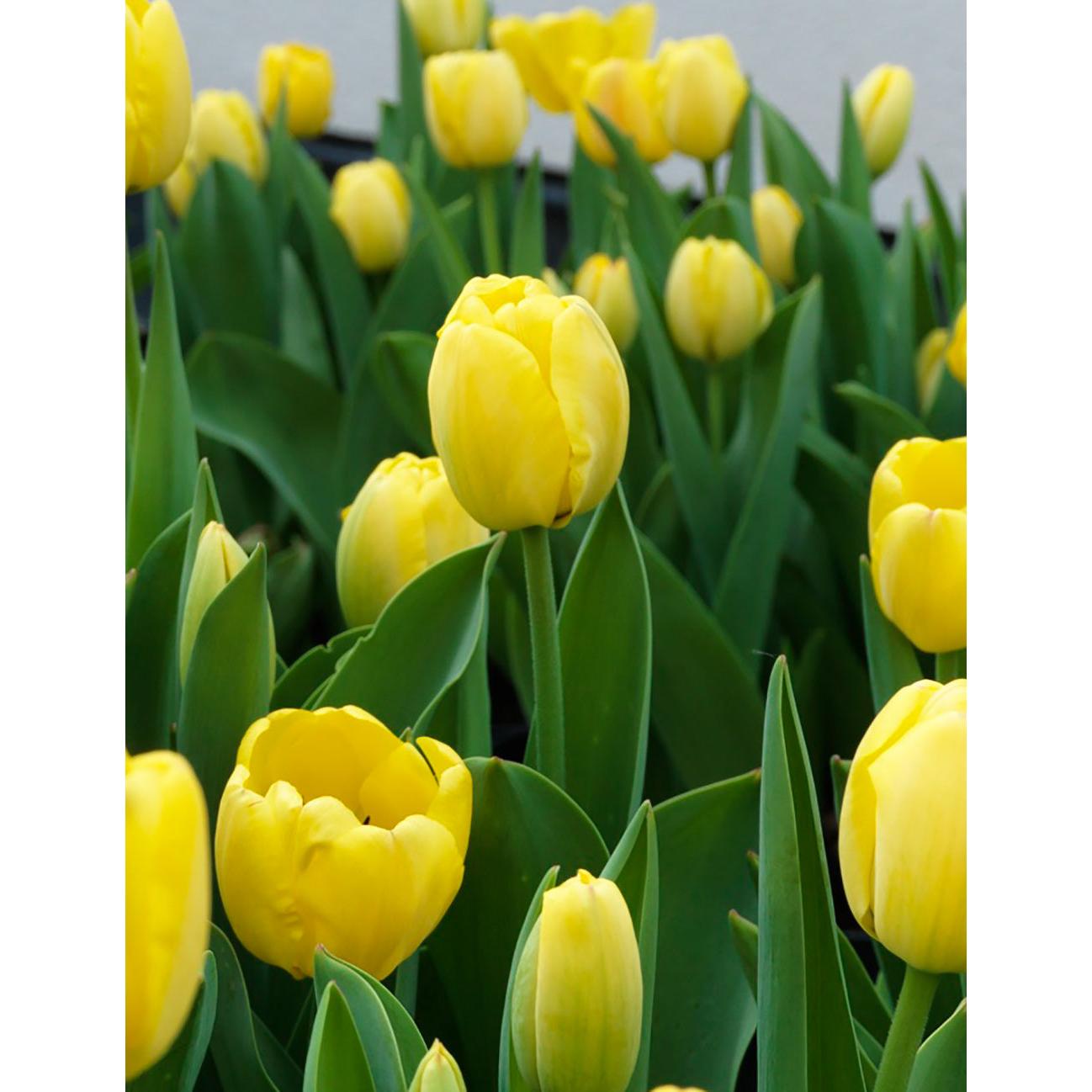 Golden Parade Darwin Hybrid Tulip - 10 bulbs