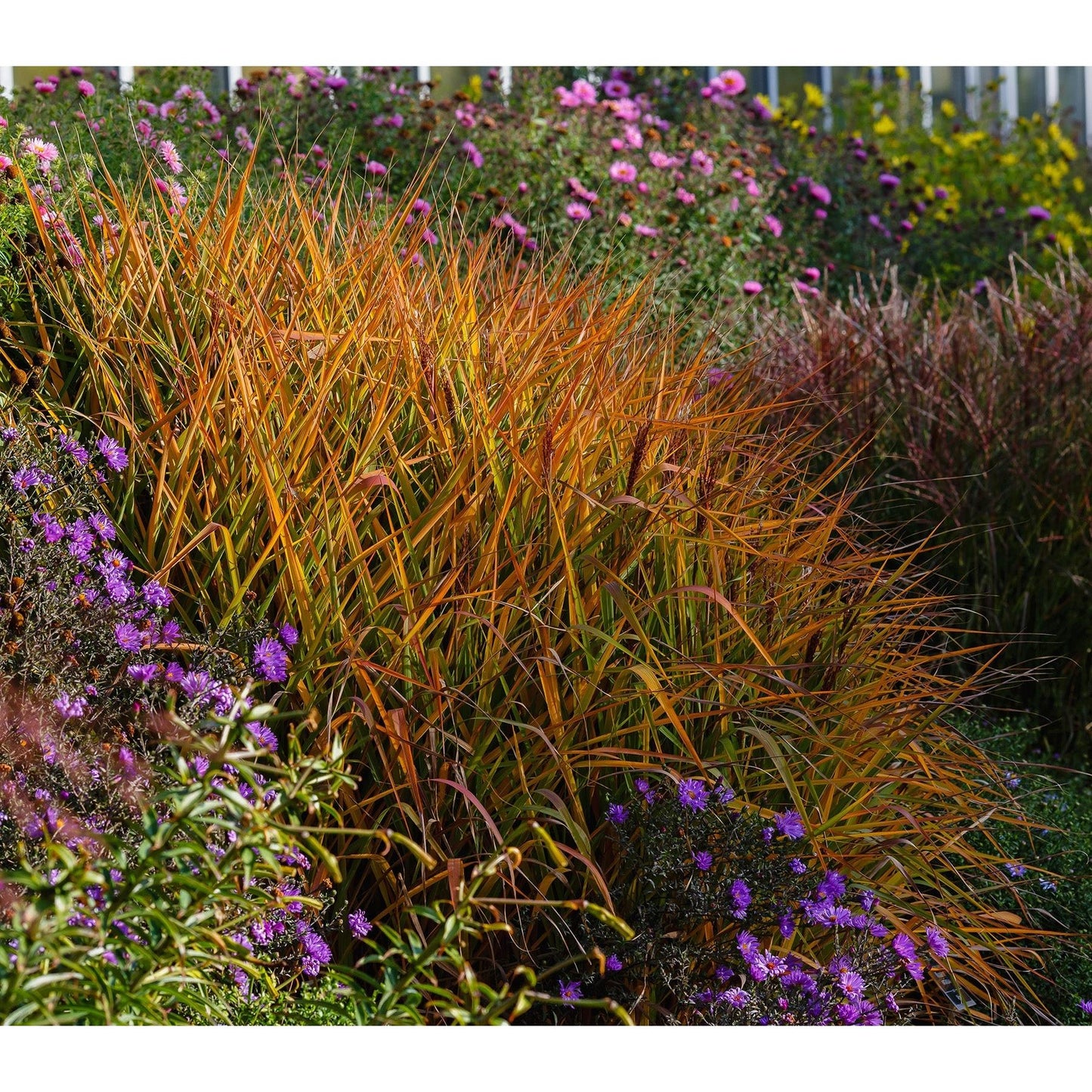 Miscanthus Purpurascens - Flame Grass - 3 bareroot plants