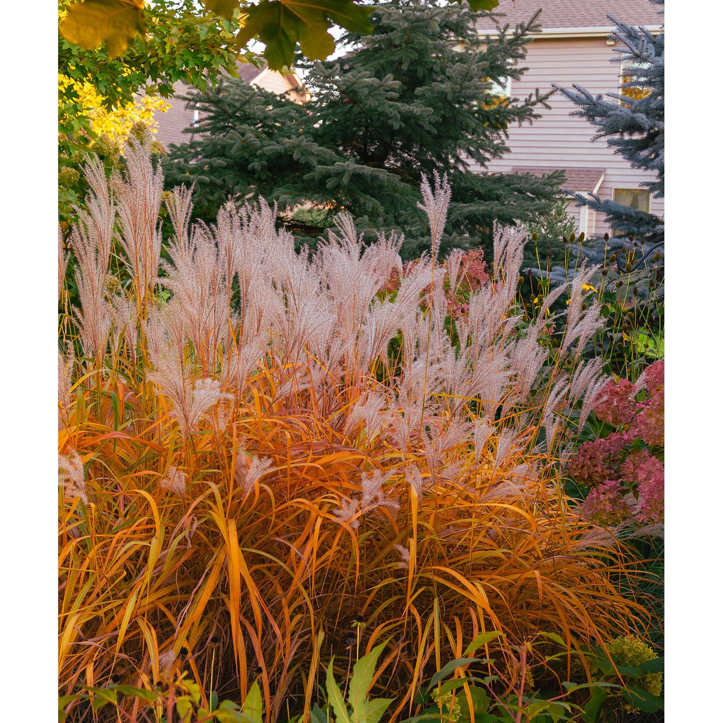 Miscanthus Purpurascens - Flame Grass - 3 bareroot plants